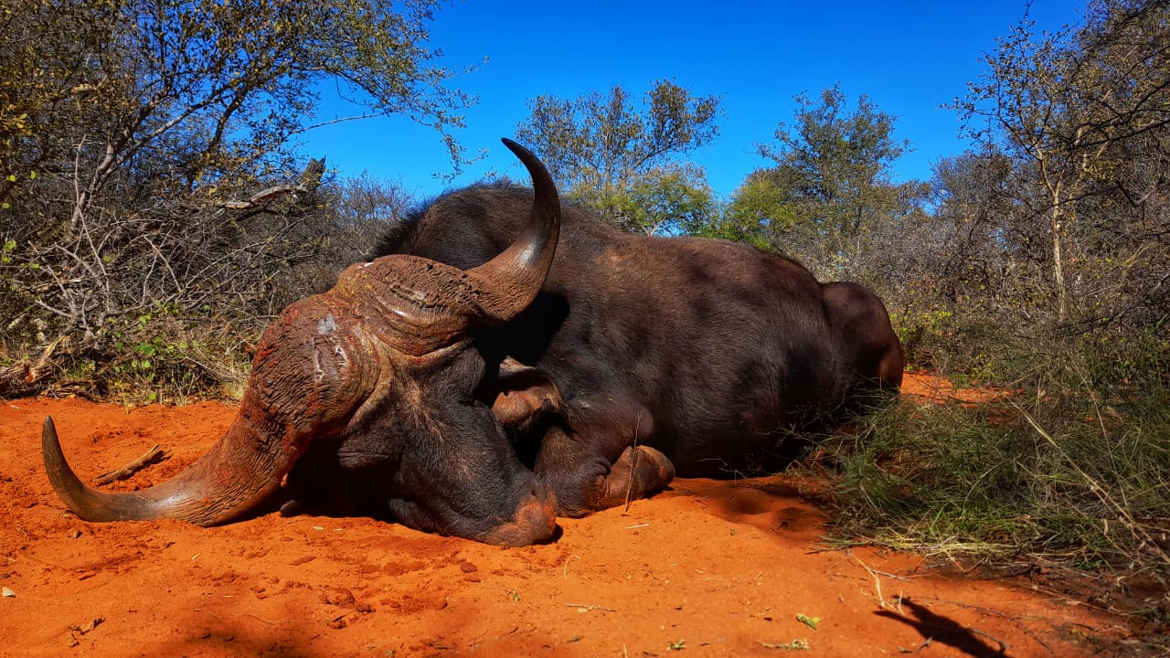 chasse-afriquedusud-chassatlas.jpg Buffle en Afrique du Sud