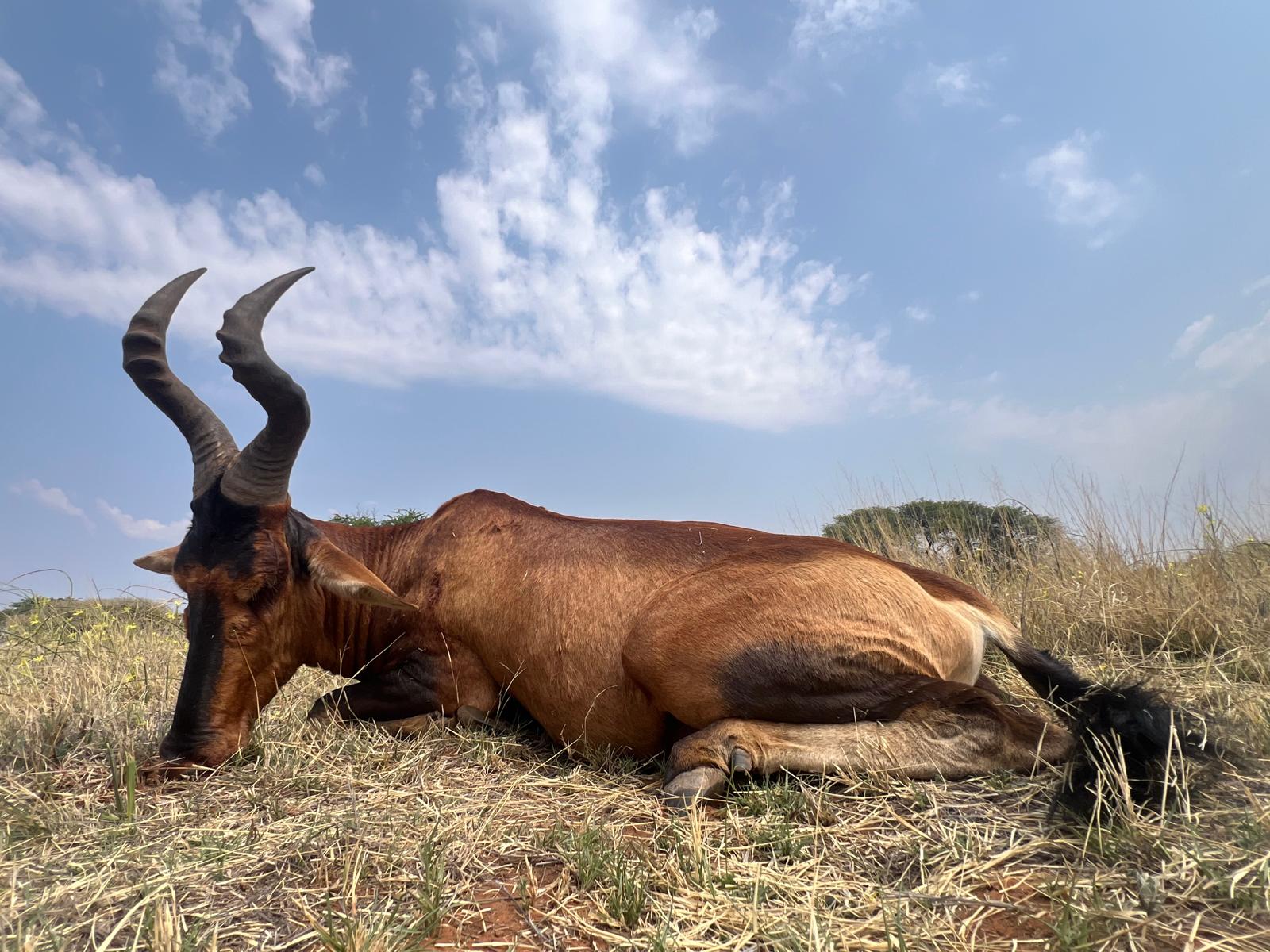 chasse-afriquedusud-chassatlas.jpg Bubale en Afrique du Sud