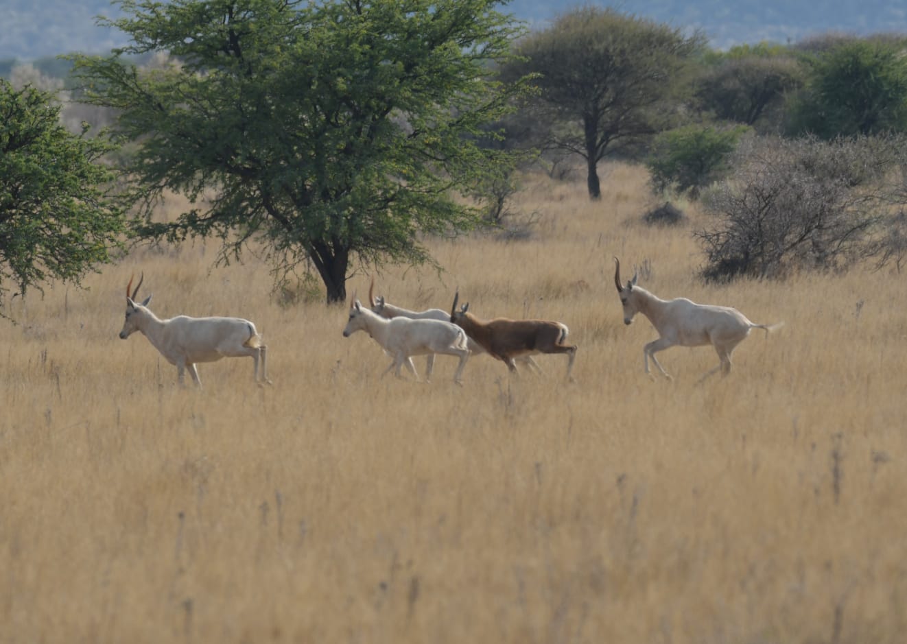 chasse-afriquedusud-chassatlas.jpg Springboks en Afrique du Sud