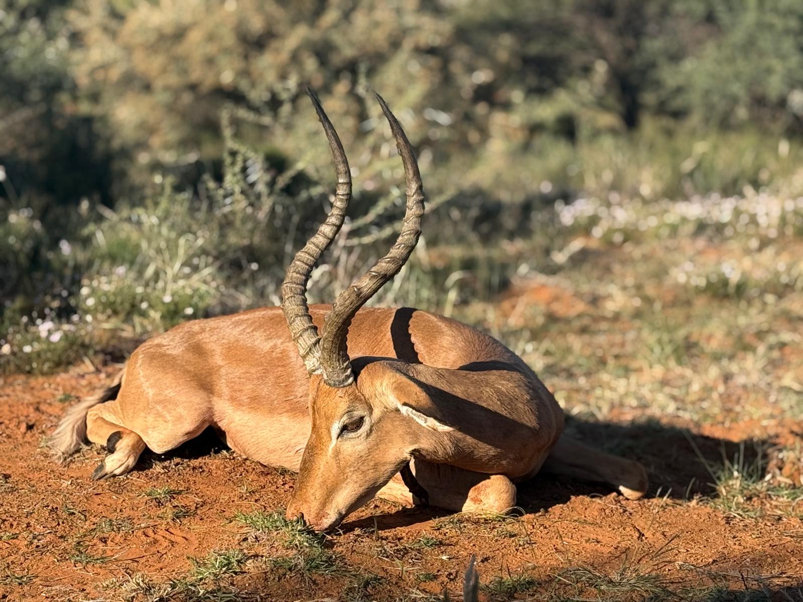 chasse-afriquedusud-chassatlas.jpg Impala en Afrique du Sud