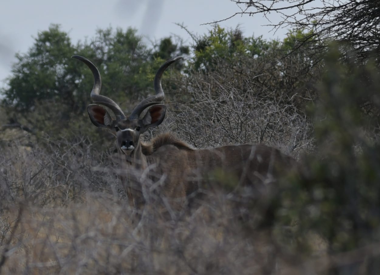 chasse-afriquedusud-chassatlas.jpg Grand koudou en Afrique du Sud