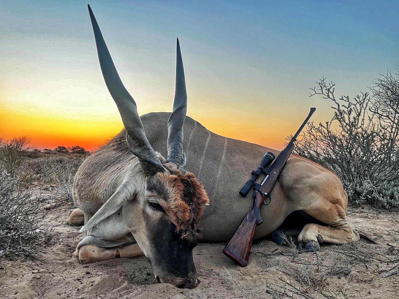 chasse-afriquedusud-chassatlas.jpg Elan du Cap en Afrique du Sud