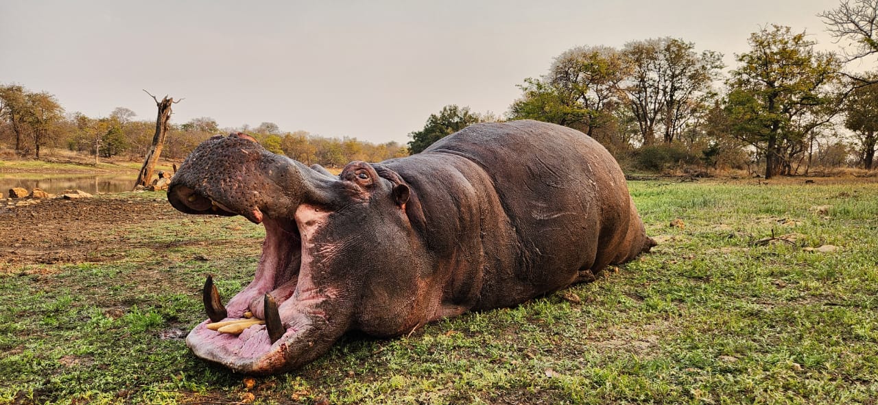 chasse-afriquedusud-chassatlas.jpg Hippopotame en Afrique du Sud