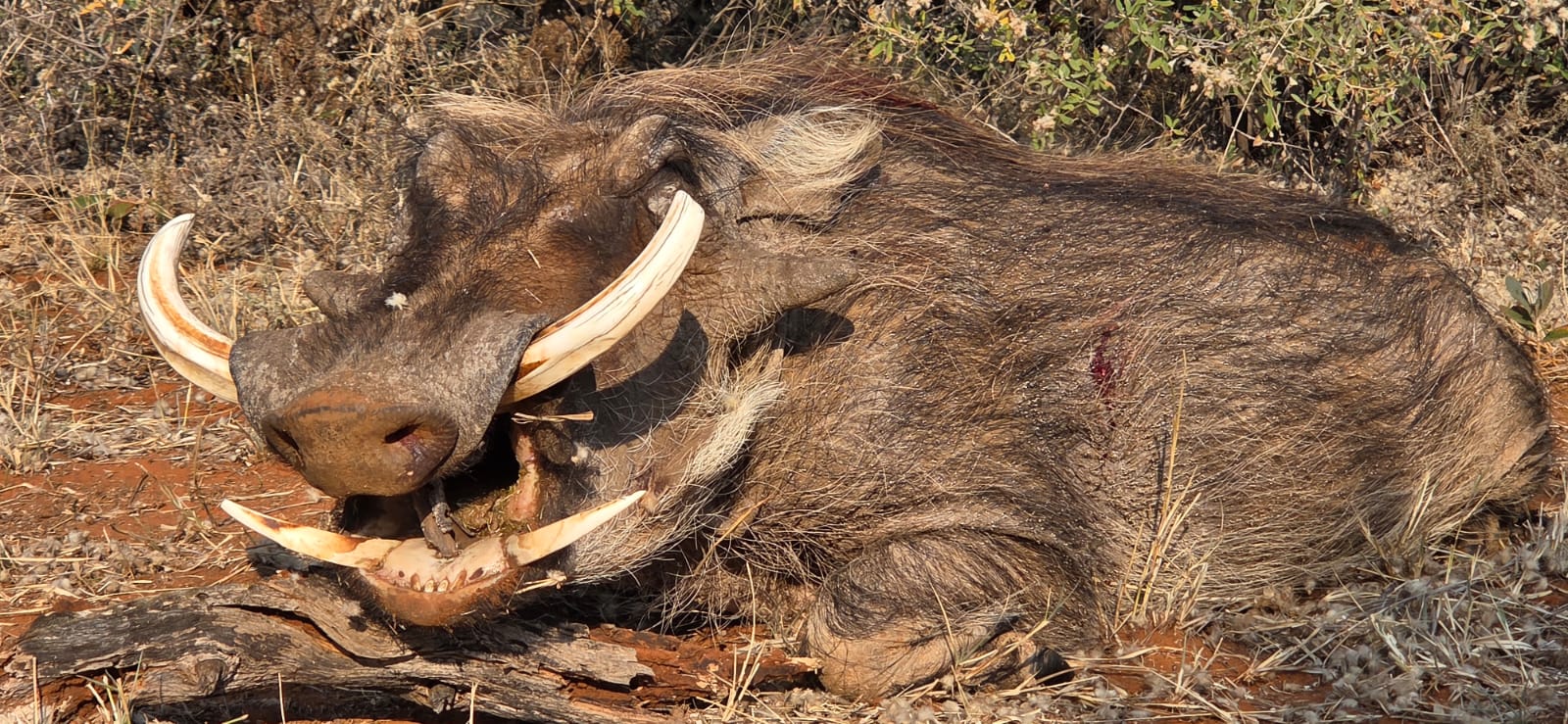 chasse-afriquedusud-chassatlas.jpg Phacochère en Afrique du Sud