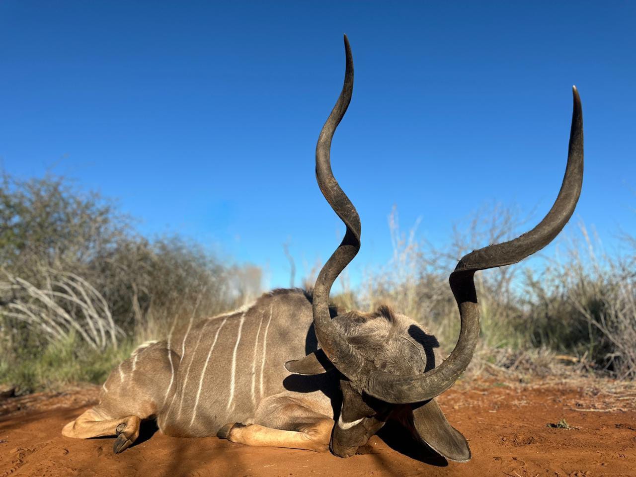 chasse-afriquedusud-chassatlas.jpg Grand koudou en Afrique du Sud