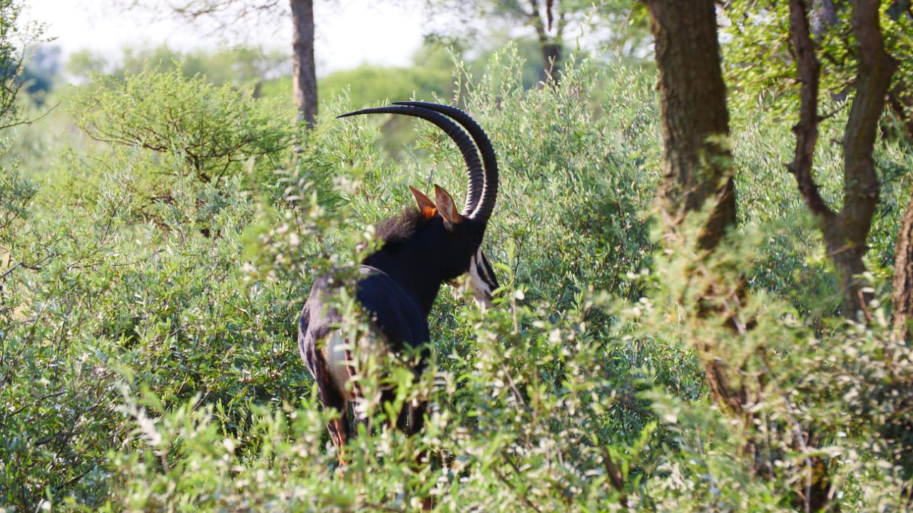 chasse-afriquedusud-chassatlas.jpg Sable en Afrique du Sud