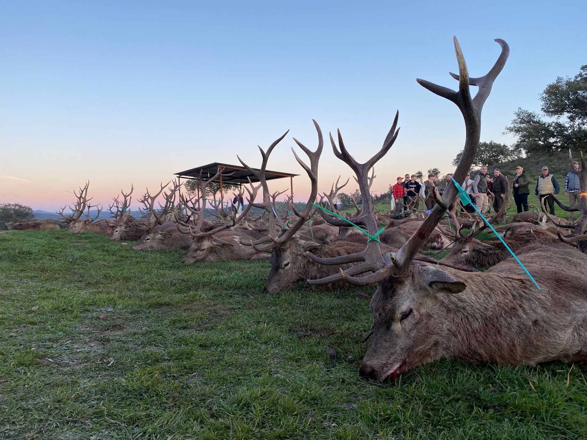 Cerfs trophées en monteria en Espagne