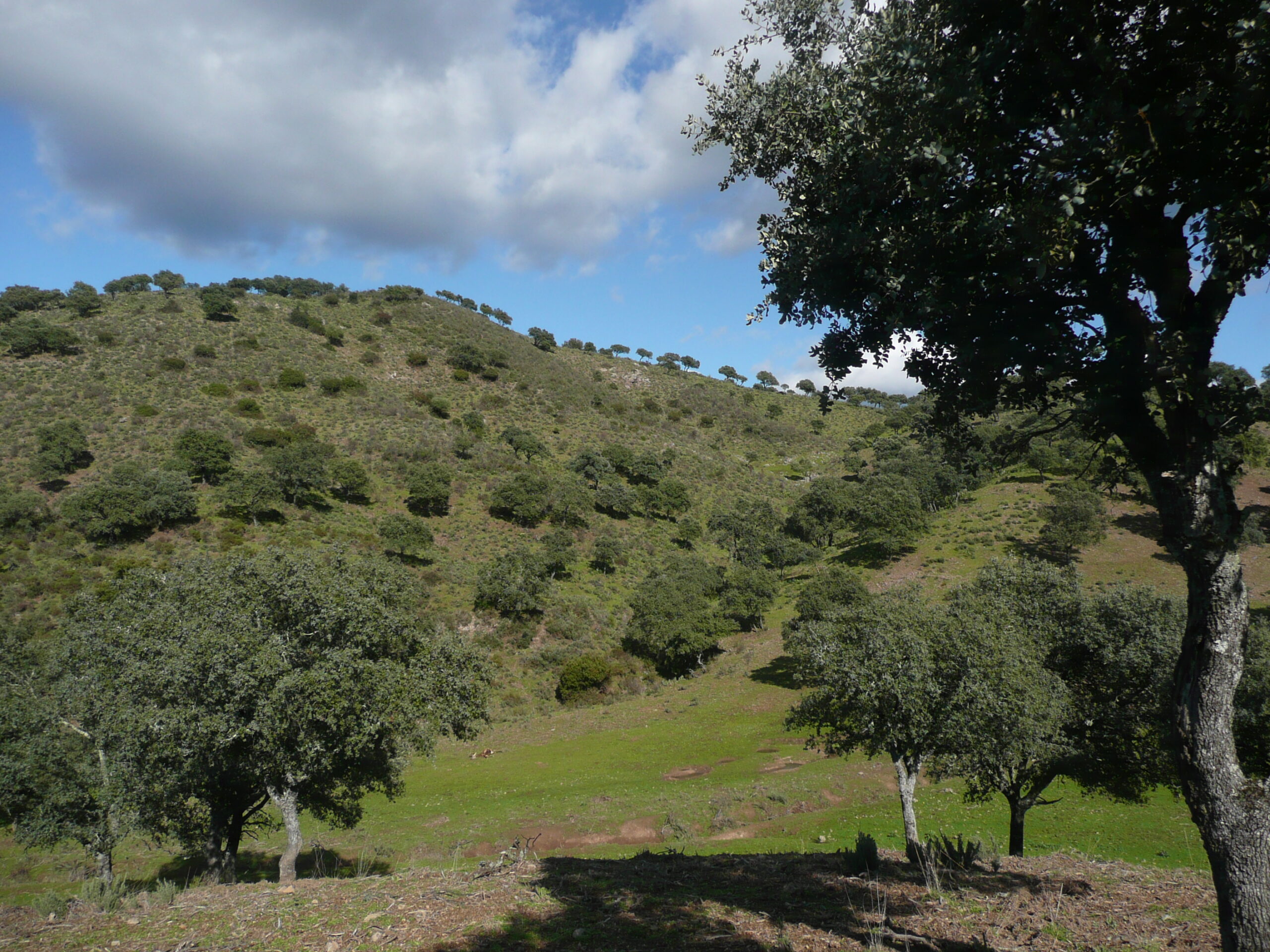 Biotope monteria en Espagne