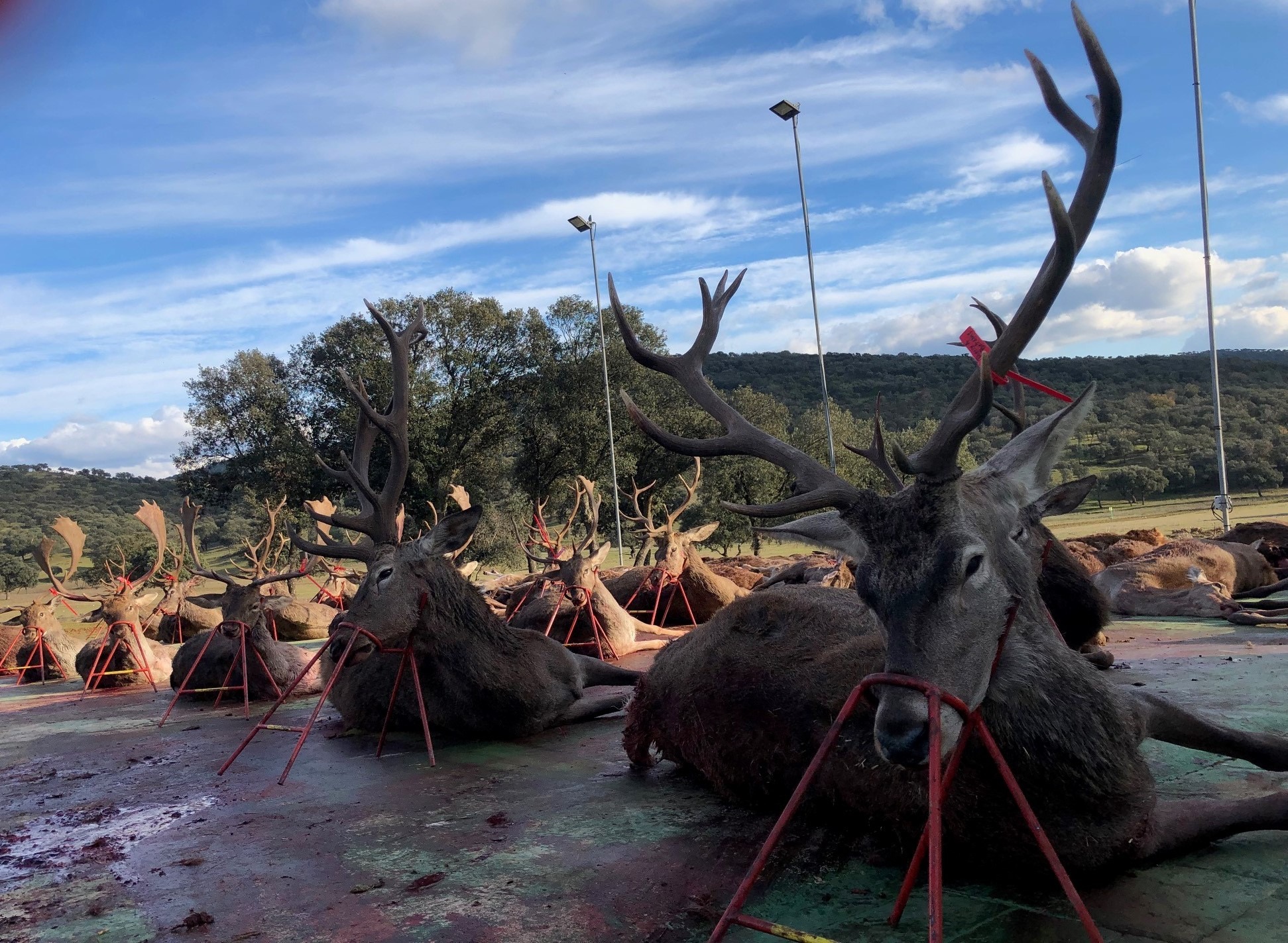 Cerfs en monteria