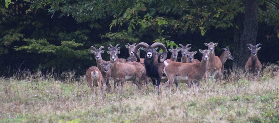 Mouflon en Slovaquie