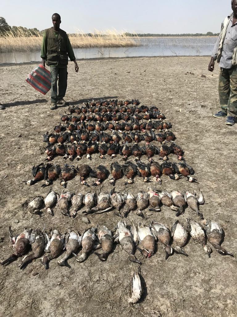 tchad-canard-chasse-gibierd'eau-chassatlas.jpeg Tableau de chasse au Tchad
