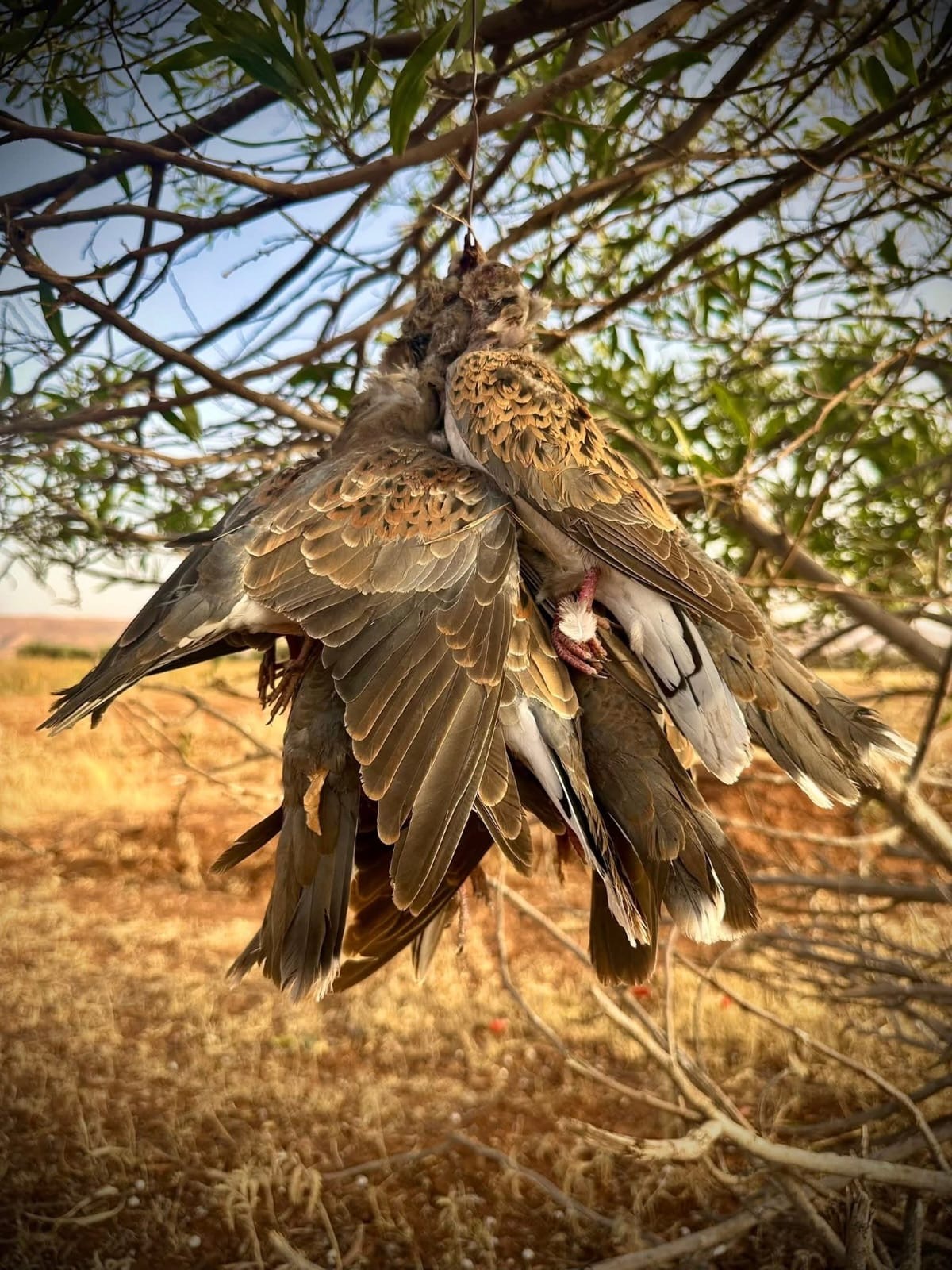 maroc-tourterelle-chasse-chassatlas Chasse à la tourterelle au Maroc