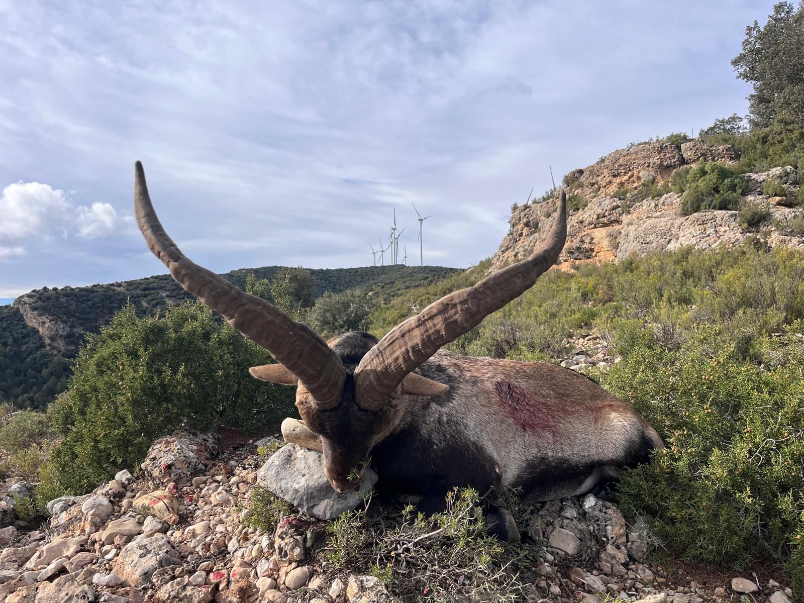 Ibex beceite en Espagne
