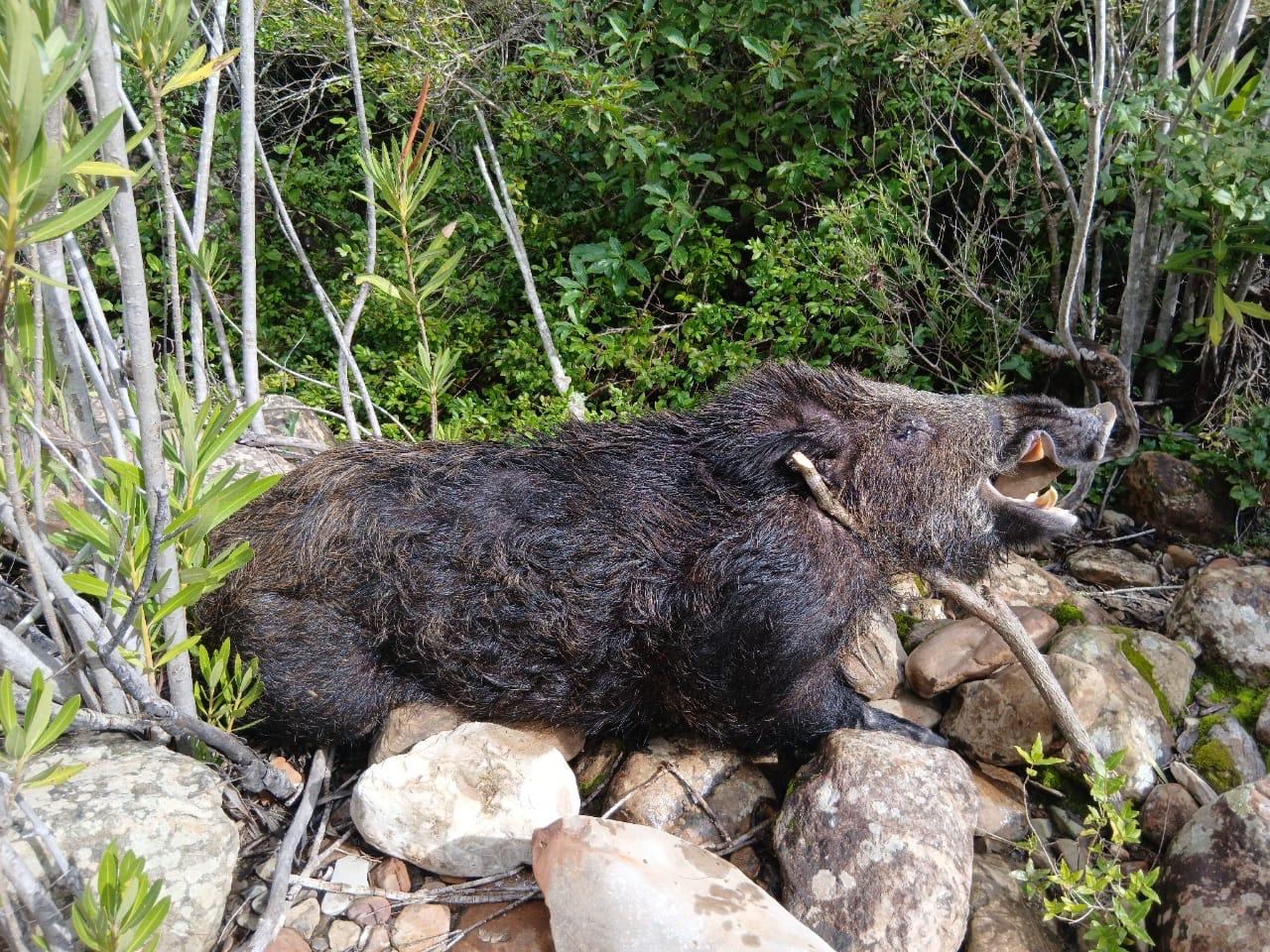 maroc-sanglier-battue-chasse-chassatlas.jpeg Sanglier du Maroc