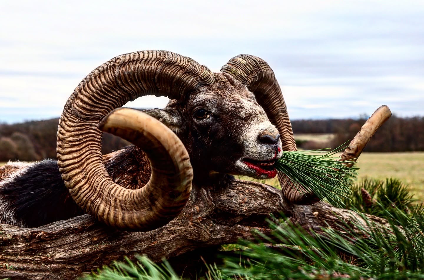 Mouflon trophée en Slovaquie