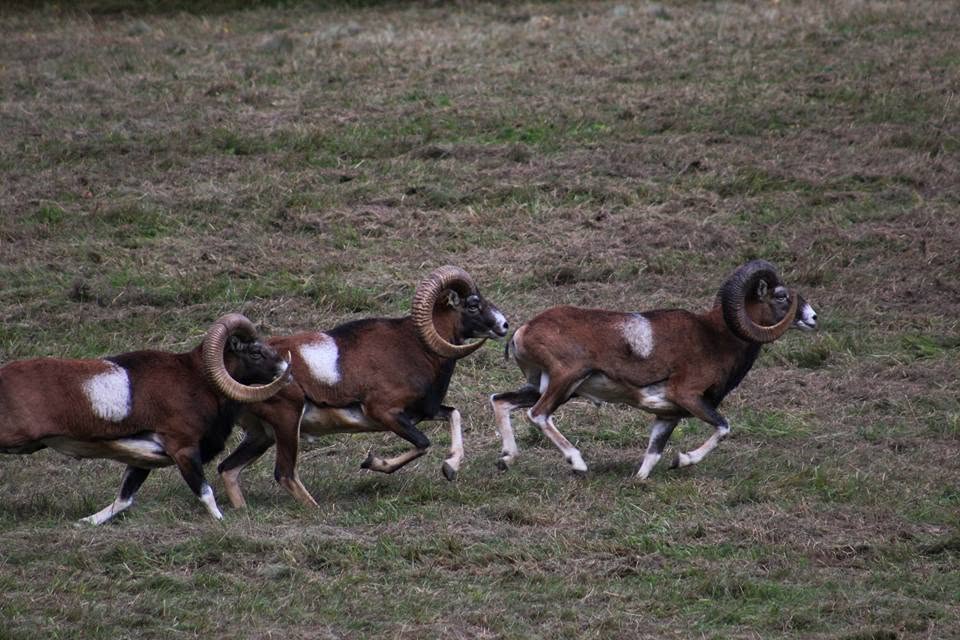mouflon-slovaquie-approche-chasse-chassatlas-trophées.jpeg Mouflons en Slovaquie