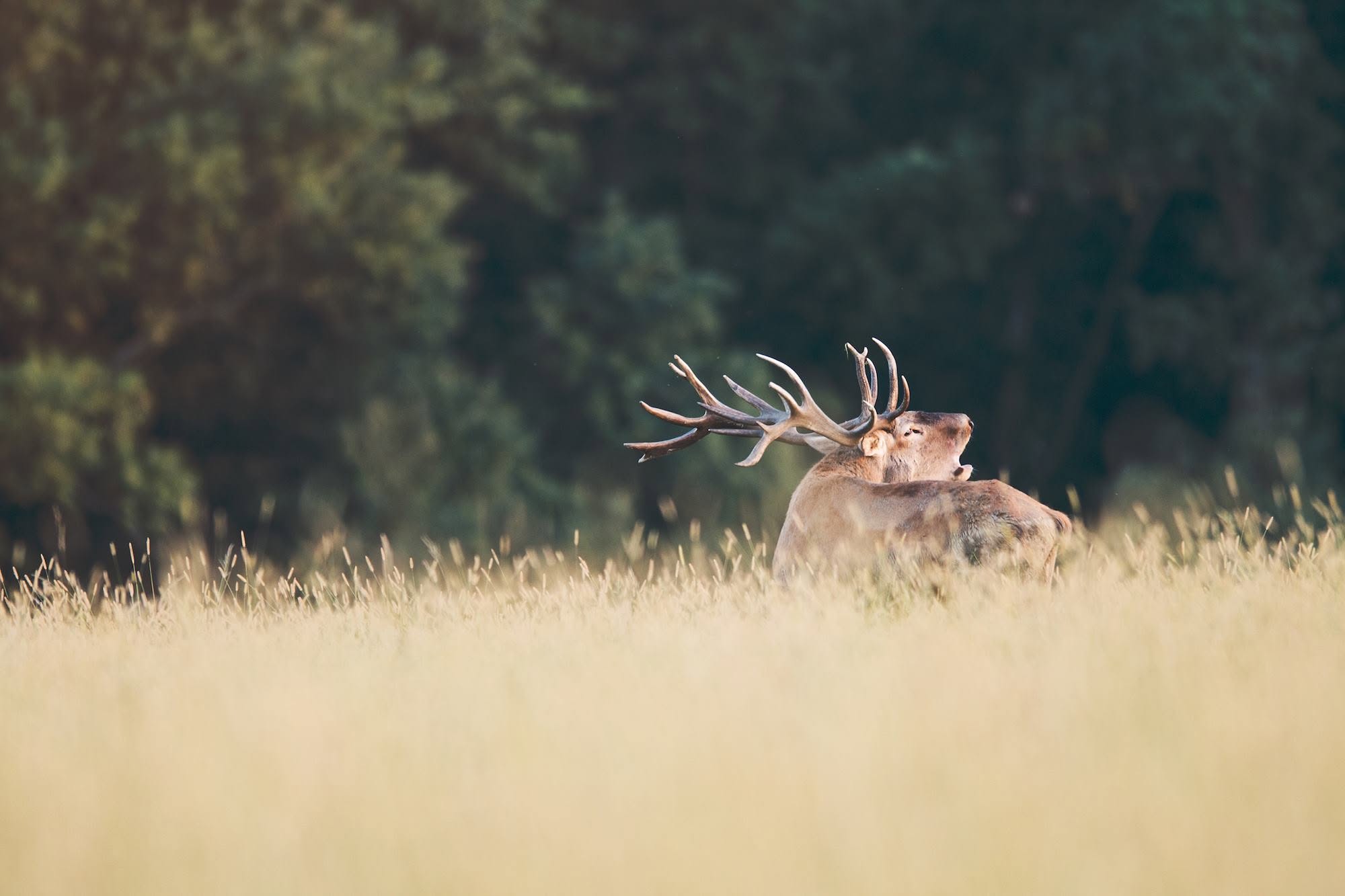 Cerf en Slovaquie