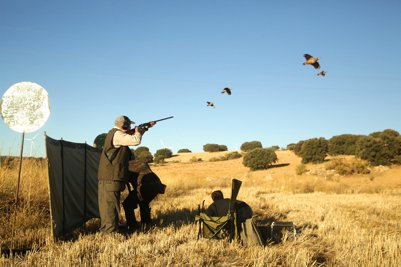 perdreau-espagne-petitgibier)chasse-chassatlas.jpeg Battues au perdrix en Espagne