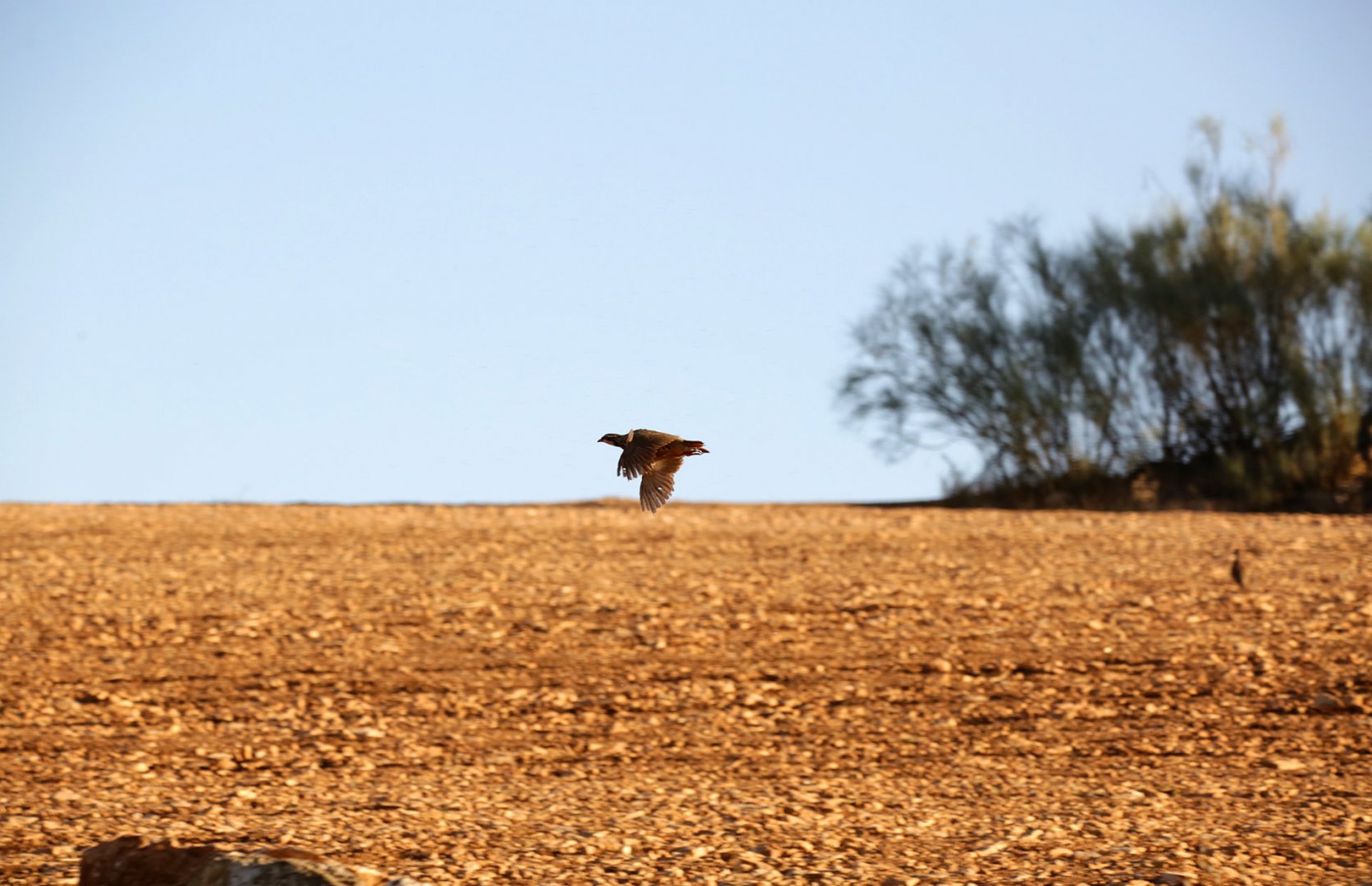 perdreau-espagne-petitgibier)chasse-chassatlas.jpeg Perdreau en Espagne