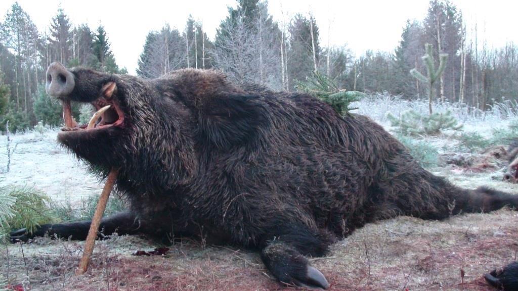 pologne-battue-sanglier-chasse-chassatlas.jpeg Battues au sanglier en Pologne