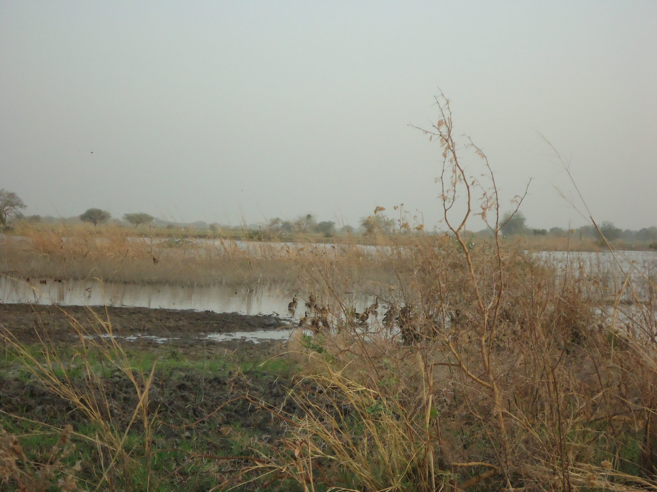 tchad-canard-chasse-gibierd'eau-chassatlas.jpeg Chasse au gibier d'eau au Tchad