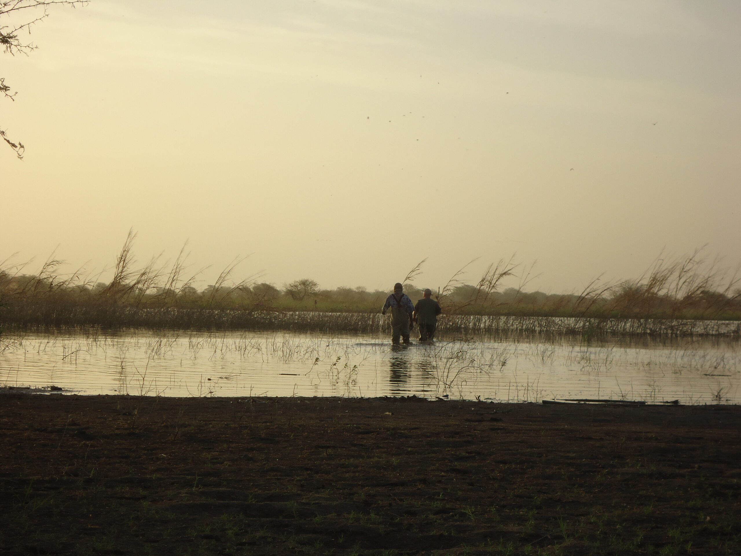 tchad-canard-chasse-gibierd'eau-chassatlas.jpeg Chasse au gibier d'eau au Tchad