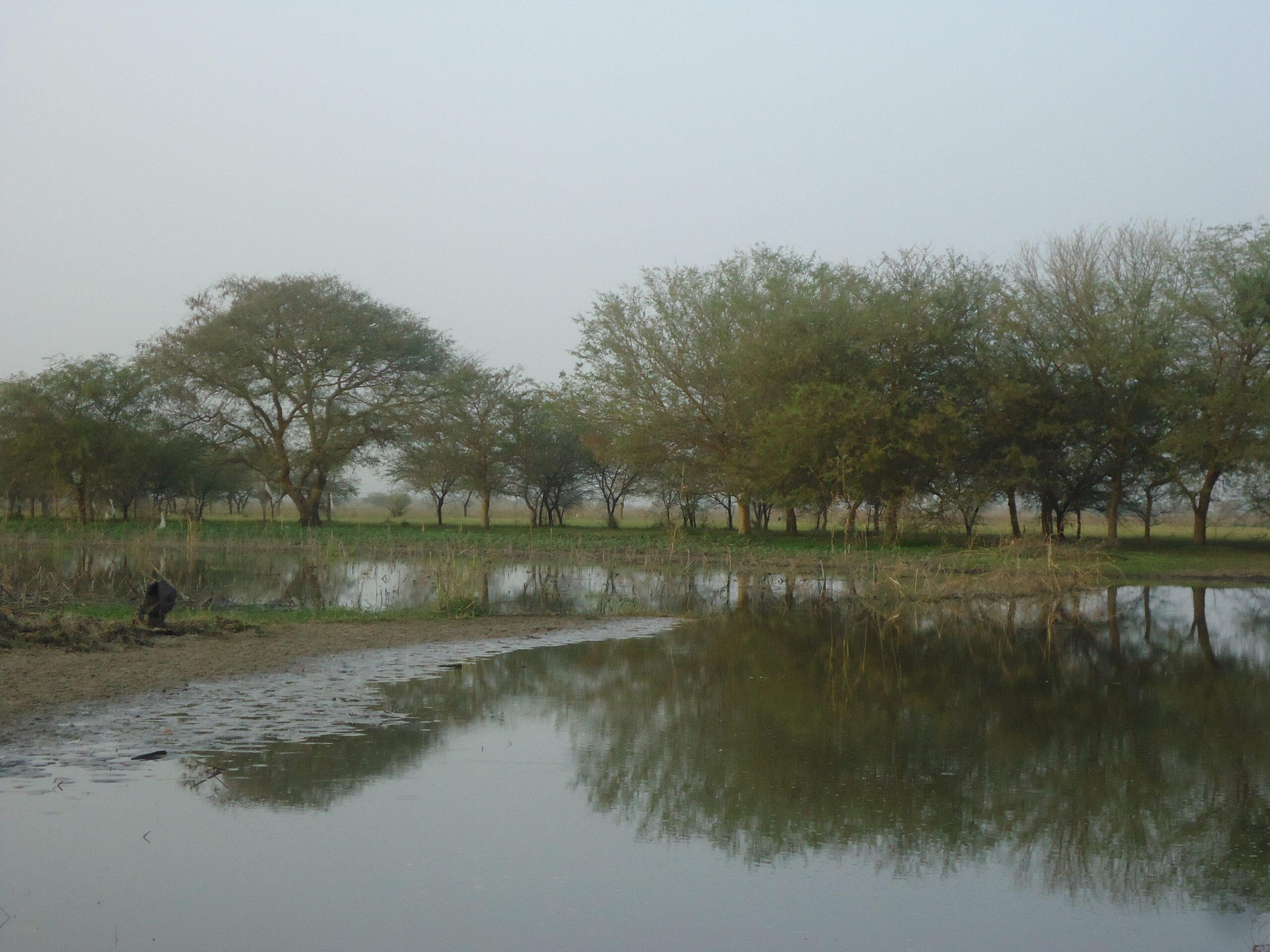 tchad-canard-chasse-gibierd'eau-chassatlas.jpeg Poste à canard au Tchad