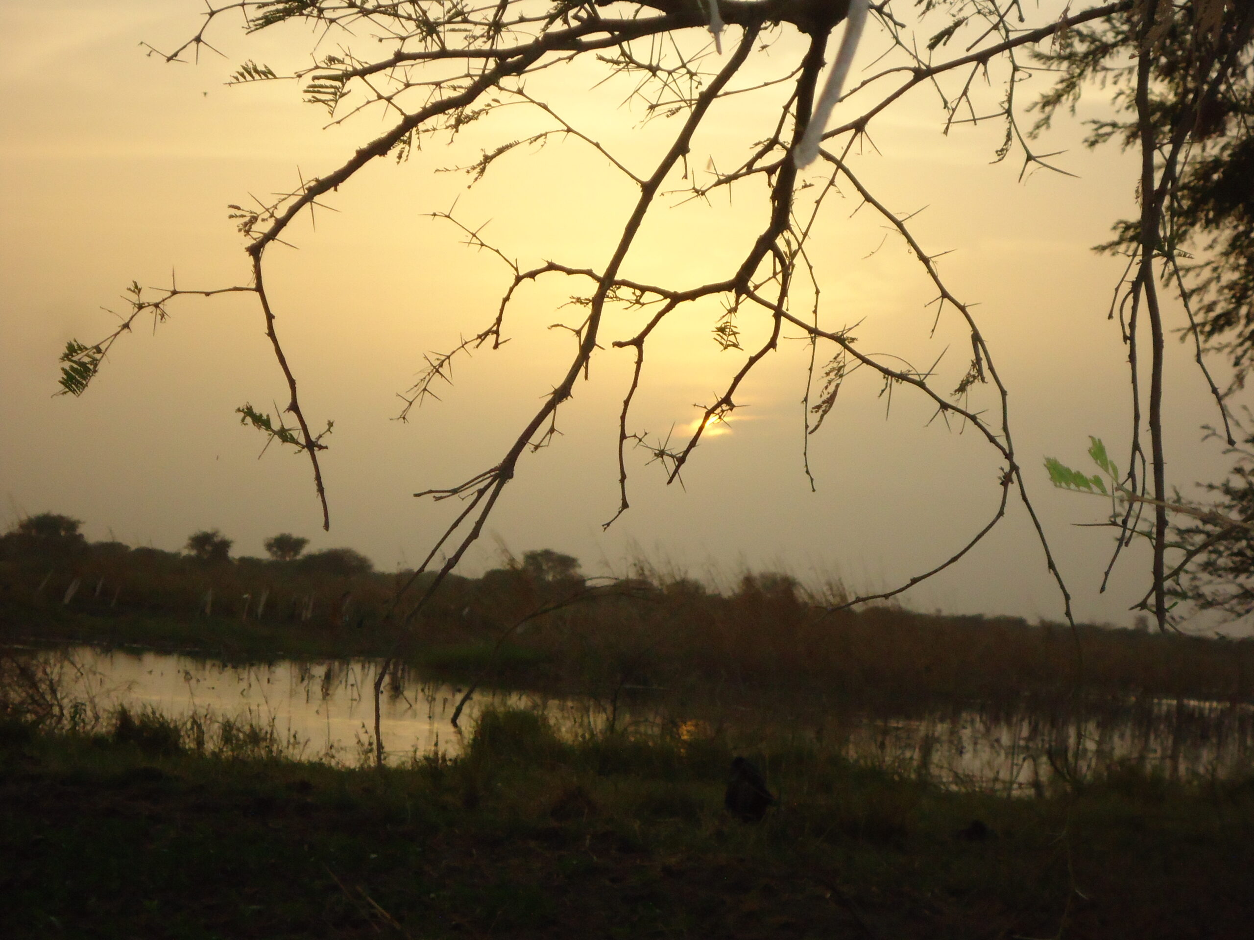 tchad-canard-chasse-gibierd'eau-chassatlas.jpeg Coucher de soleil au Tchad