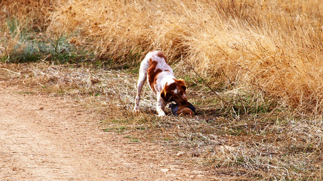 perdreau-espagne-petitgibier)chasse-chassatlas.jpeg Chien en action sur perdrix en Espagne