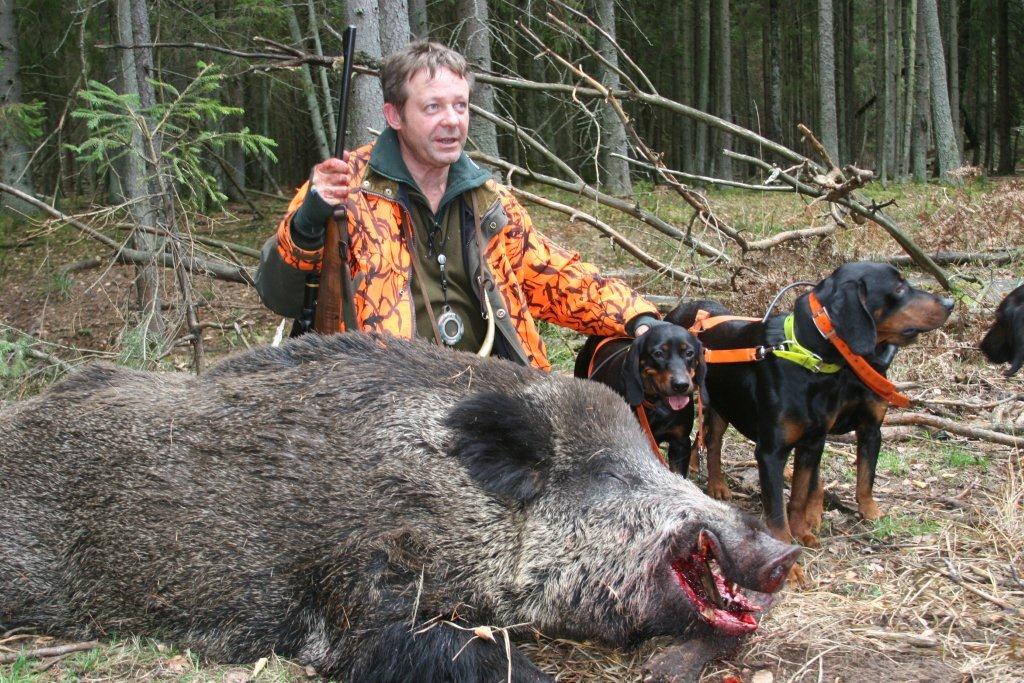 chasse-chassatlas-sanglier-pologne-kopov.jpg Gilles BULTEL et ses kopovs en Pologne