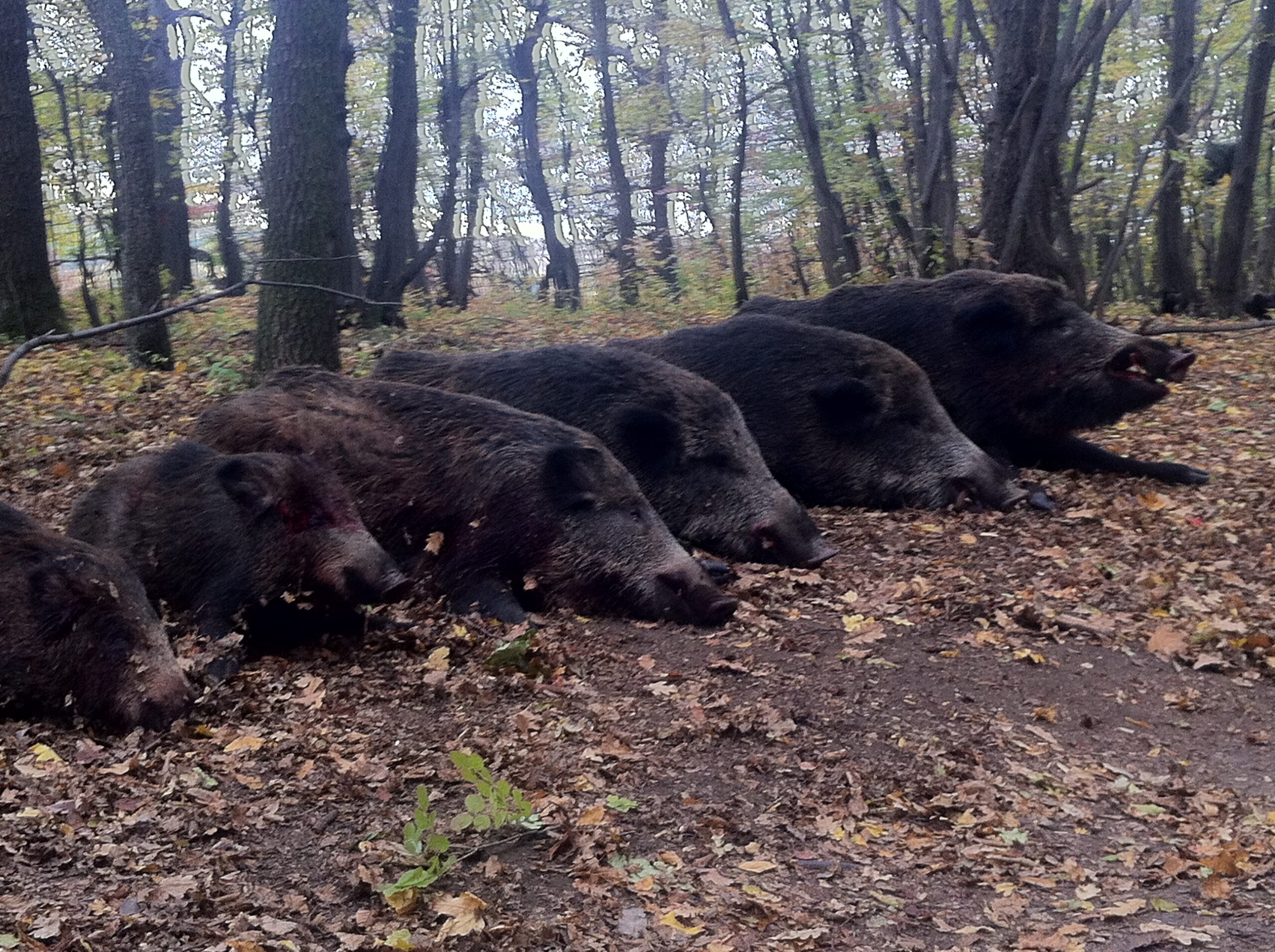 roumanie-sanglier-battue-chasse-chassatlas.jpeg Sangliers en Roumanie