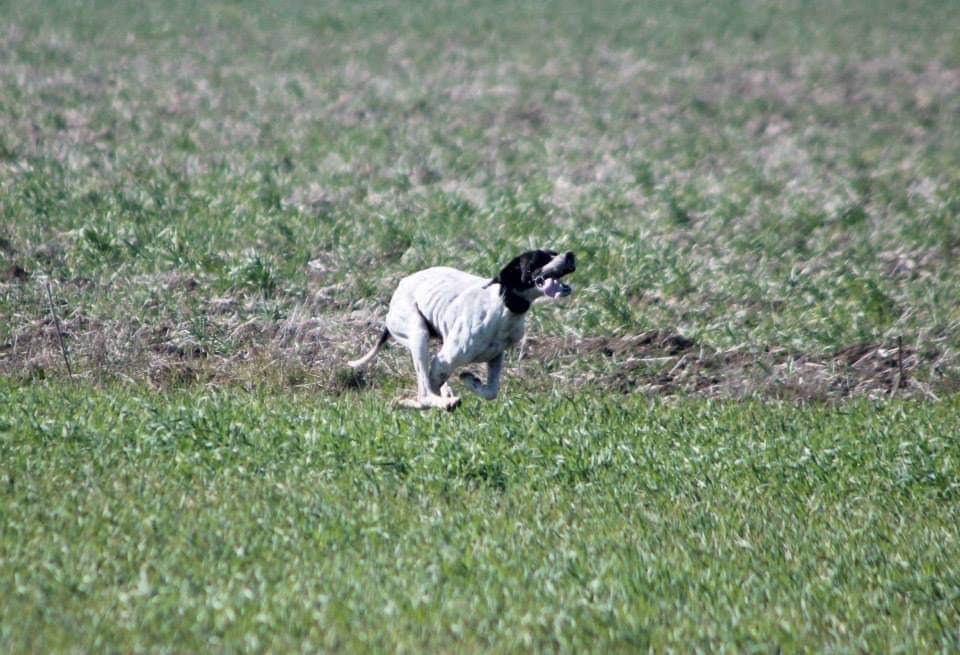 Travail d'un pointer en Bulgarie