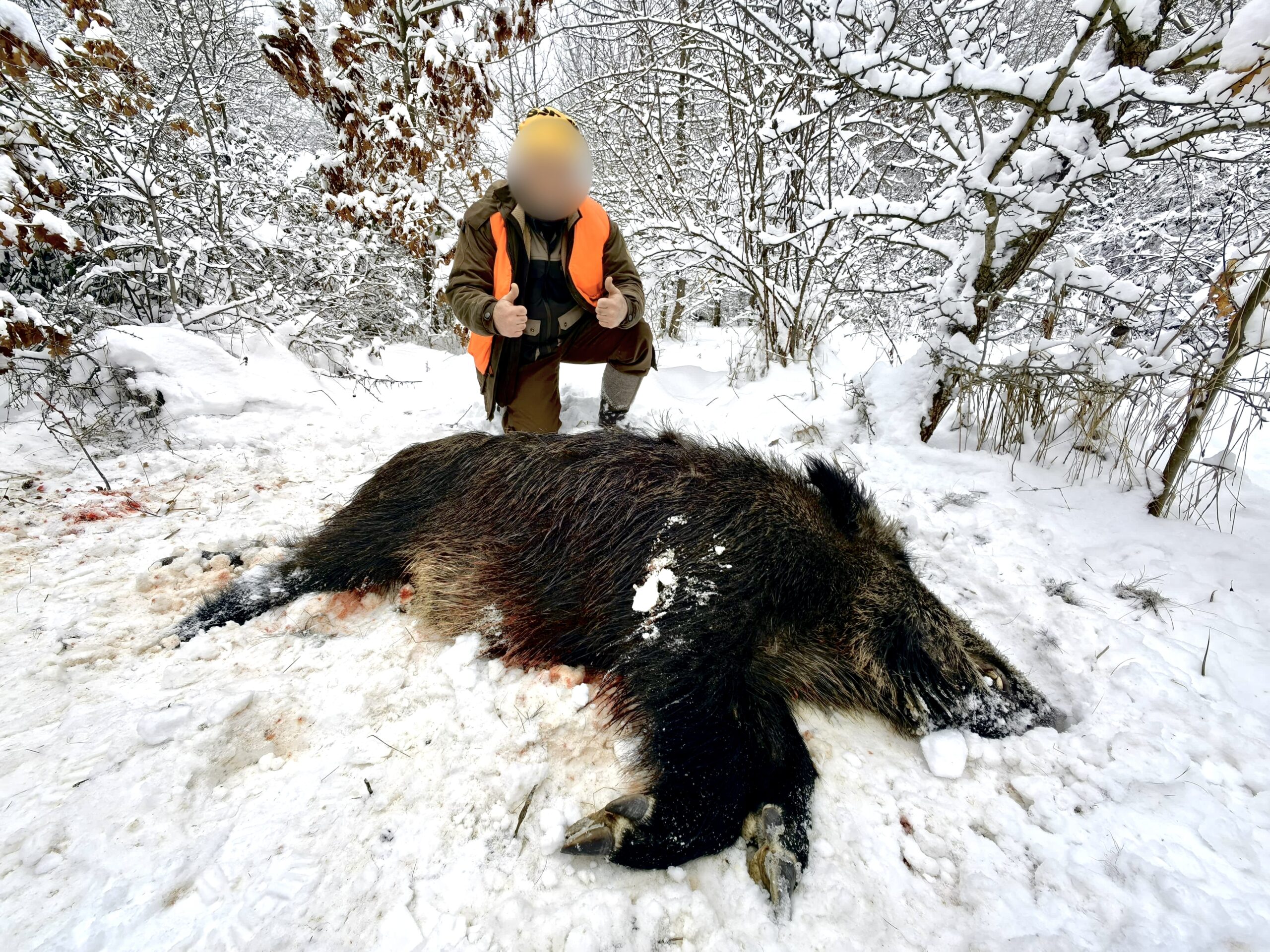 roumanie-sanglier-battue-chasse-chassatlas.jpeg Sanglier en Roumanie