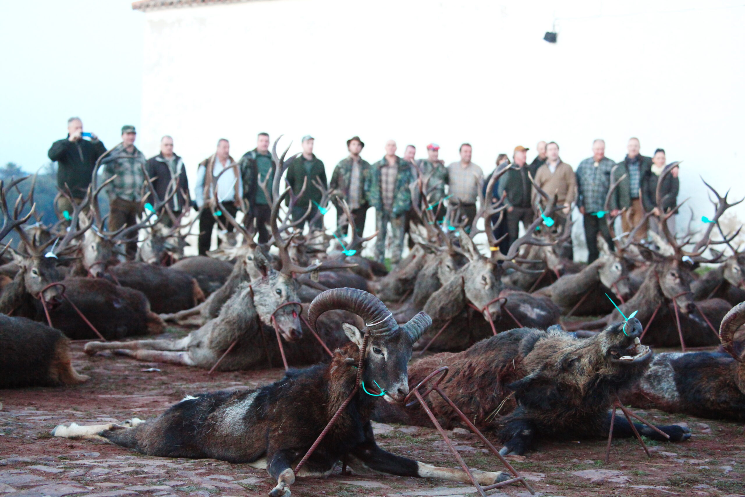 Mouflons trophées en monteria