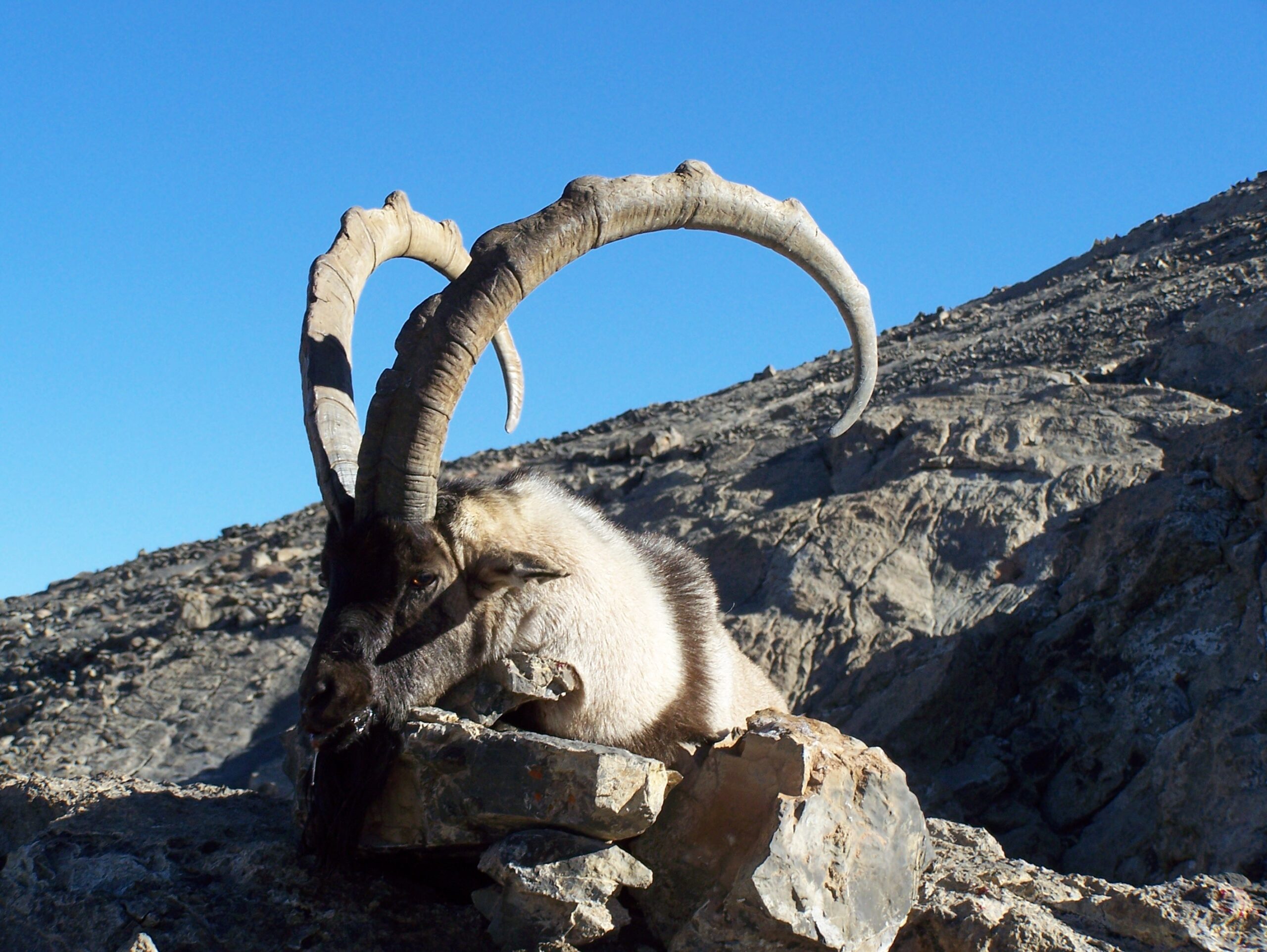 ibex-bezoar-trophy-hunt-chasse-chassatlas.jpeg Ibex bezoard en Turquie