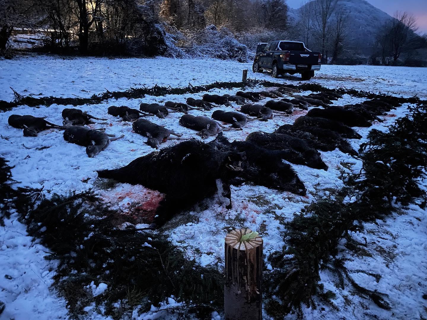 sanglier-battue-slovaquie-chasse-chassatlas.jpeg Présentation du tableau de chasse en Slovaquie