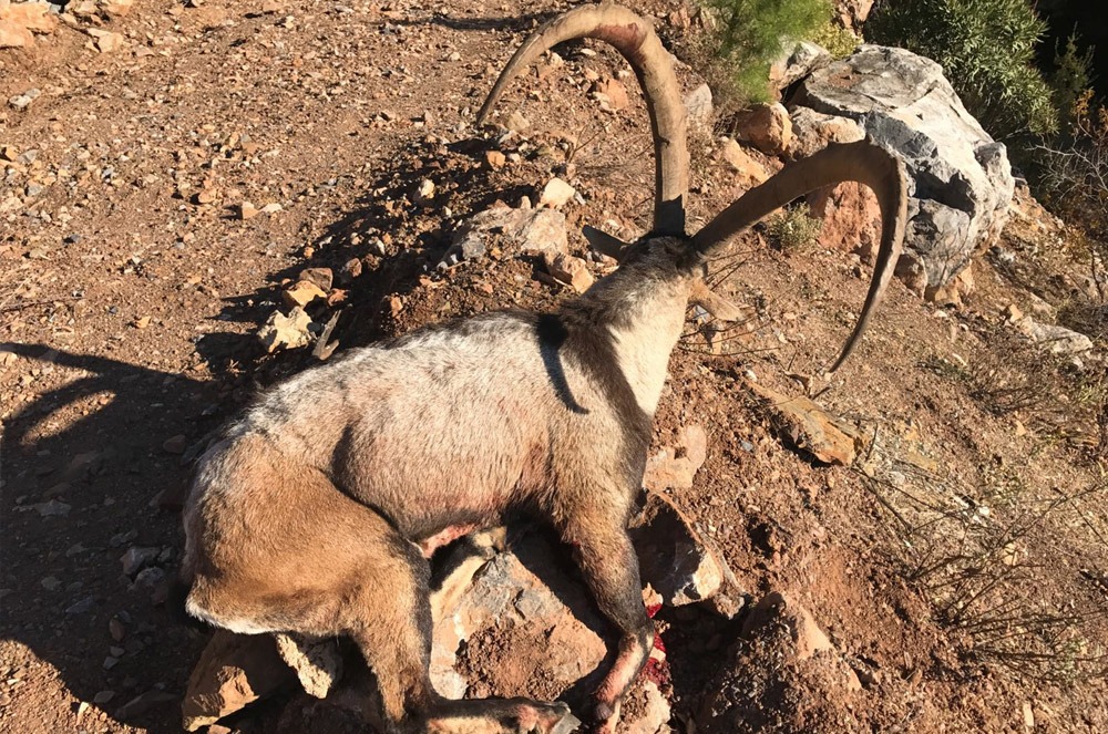 ibex-bezoar-trophy-hunt-chasse-chassatlas.jpeg Ibex bezoard en Turquie