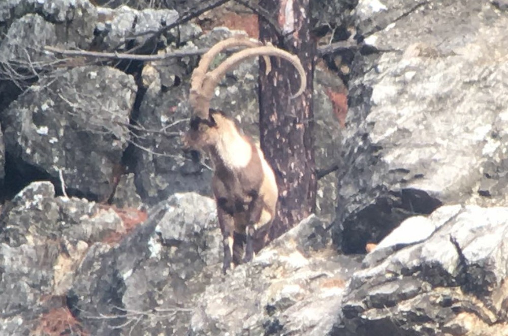 ibex-bezoar-trophy-hunt-chasse-chassatlas.jpeg Ibex trophée en Turquie