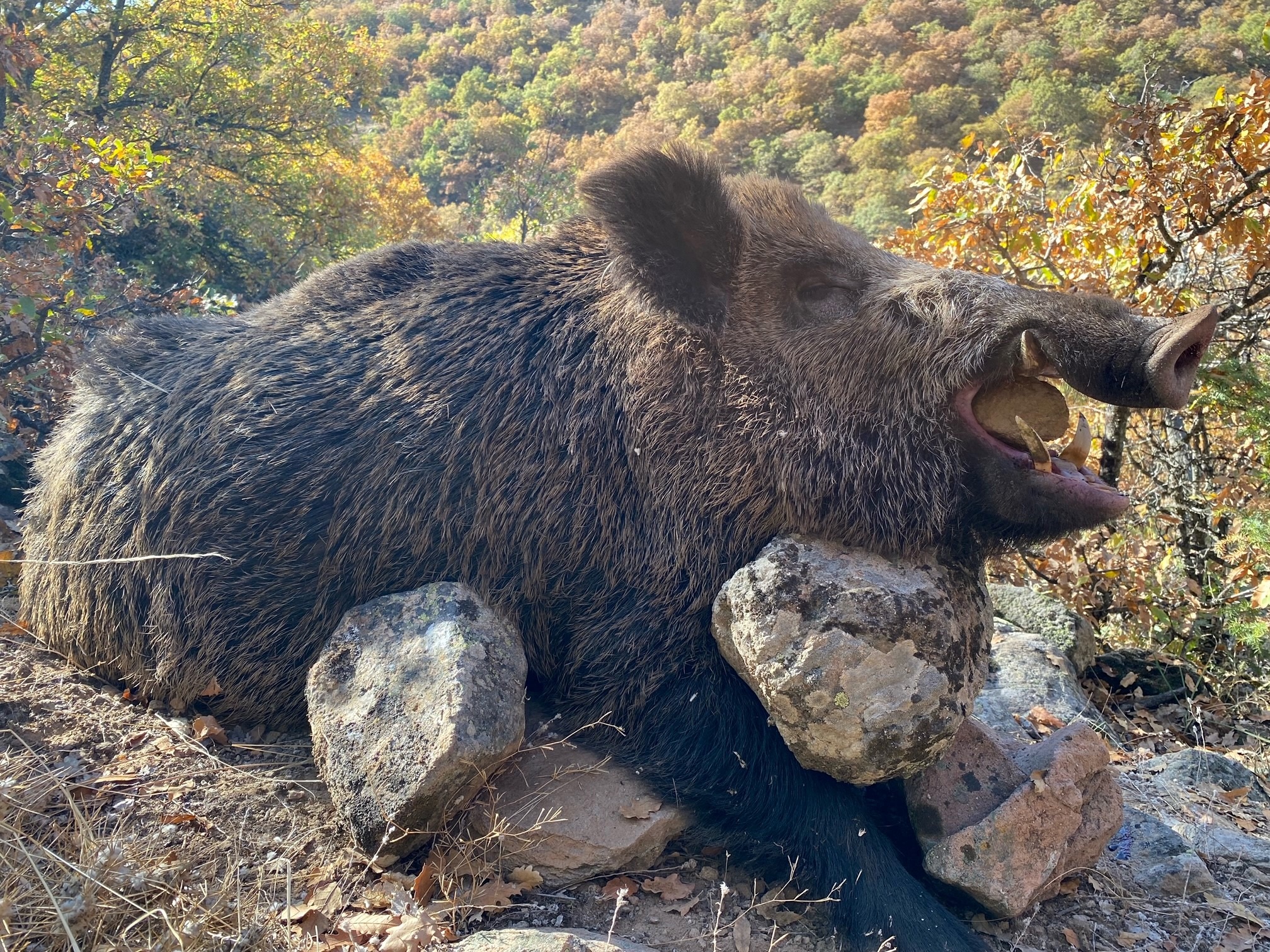 maroc-sanglier-battue-chasse-chassatlas Sanglier du Maroc