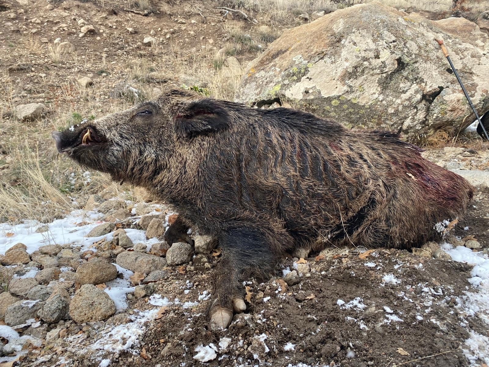 maroc-sanglier-chasse-battue-chassatlas Sanglier du Maroc