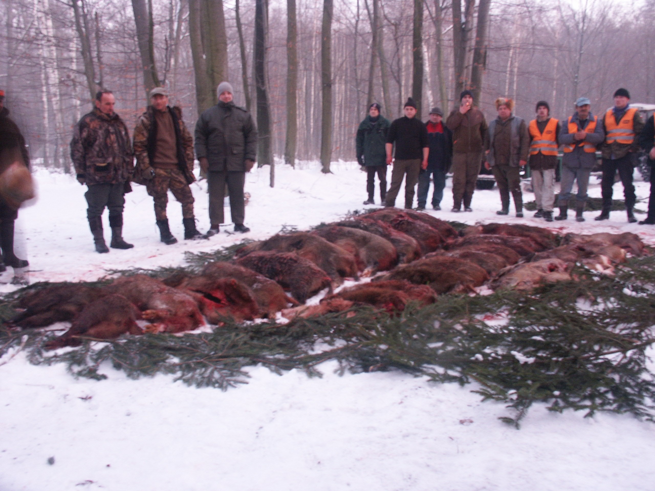 pologne-battue-sanglier-chasse-chassatlas.jpeg Battus en Pologne