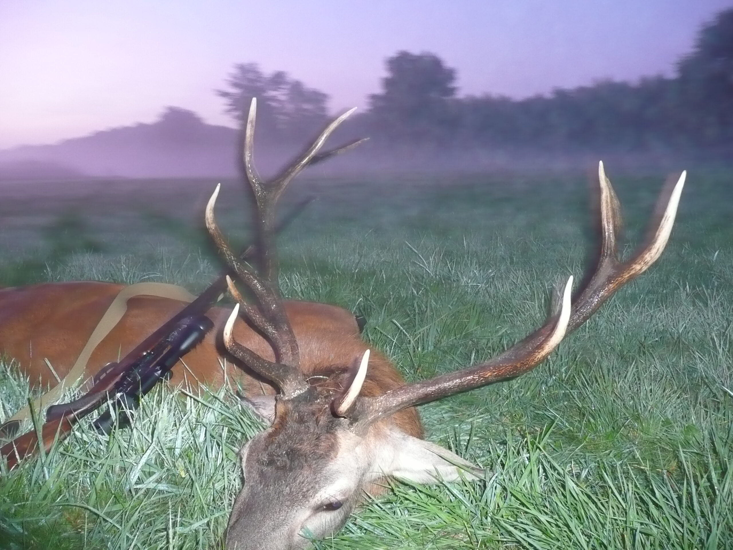 pologne-batues-cerf-chasse-chassatlas Cerf trophée en Pologne