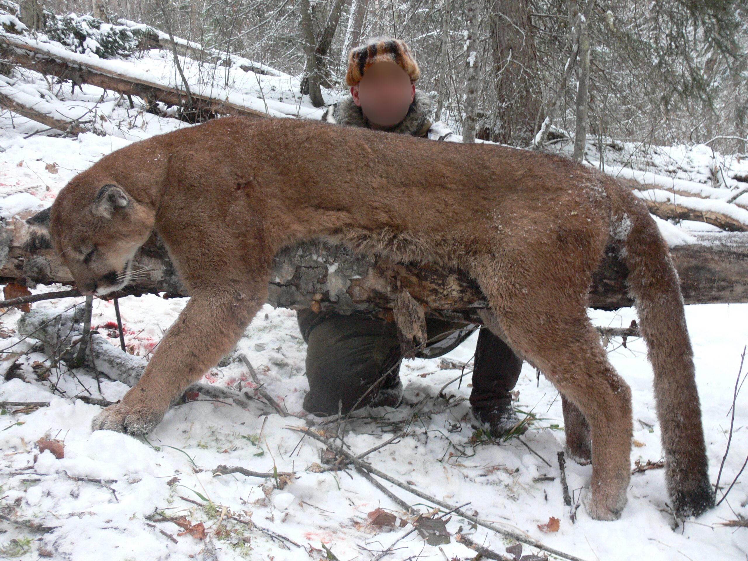 Canada-chasse-cougar-puma-prédateur-chassatlas chasse au cougar au Canaga
