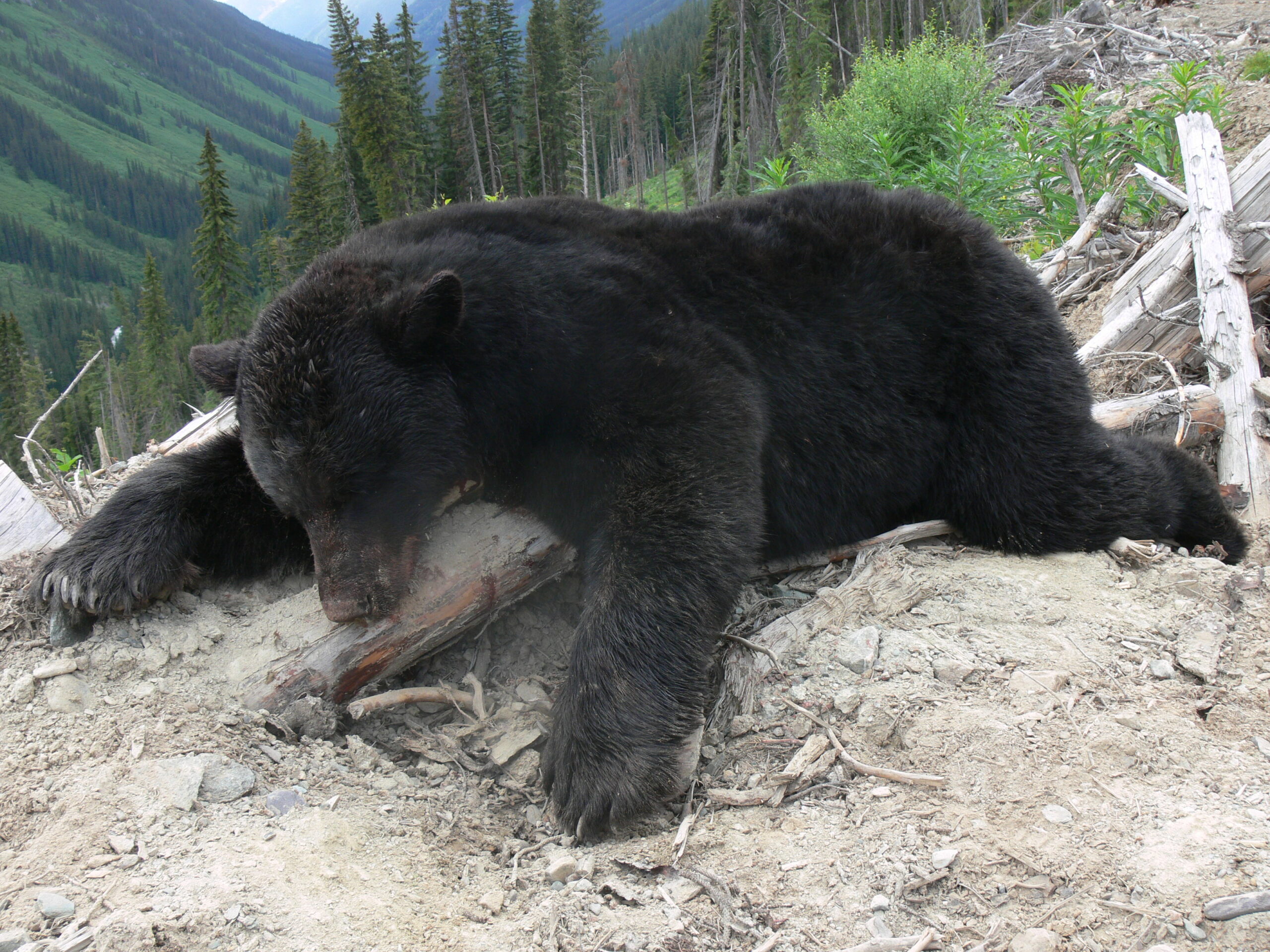 canada-séjour-ours-voyage-chasse-chassatlas-bear Ours noir lors d'un voyage de chasse au Canada