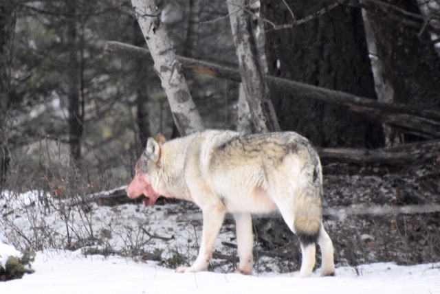 loup-chasse-voyage-séjour-chassatlas un beau loup au Canada