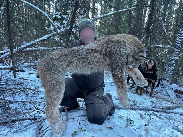 lynx-séjour-voyage-chasse-canada chasse au lynx au Canada