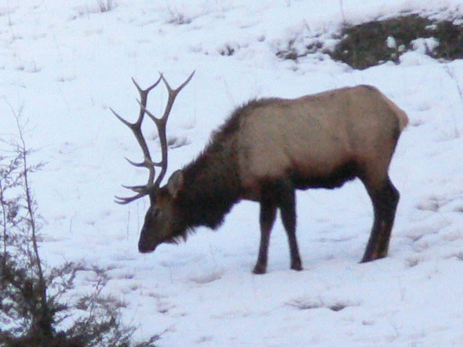 wapiti-canada-séjour-chasse-voyage-wapiti-canada wapiti au canada