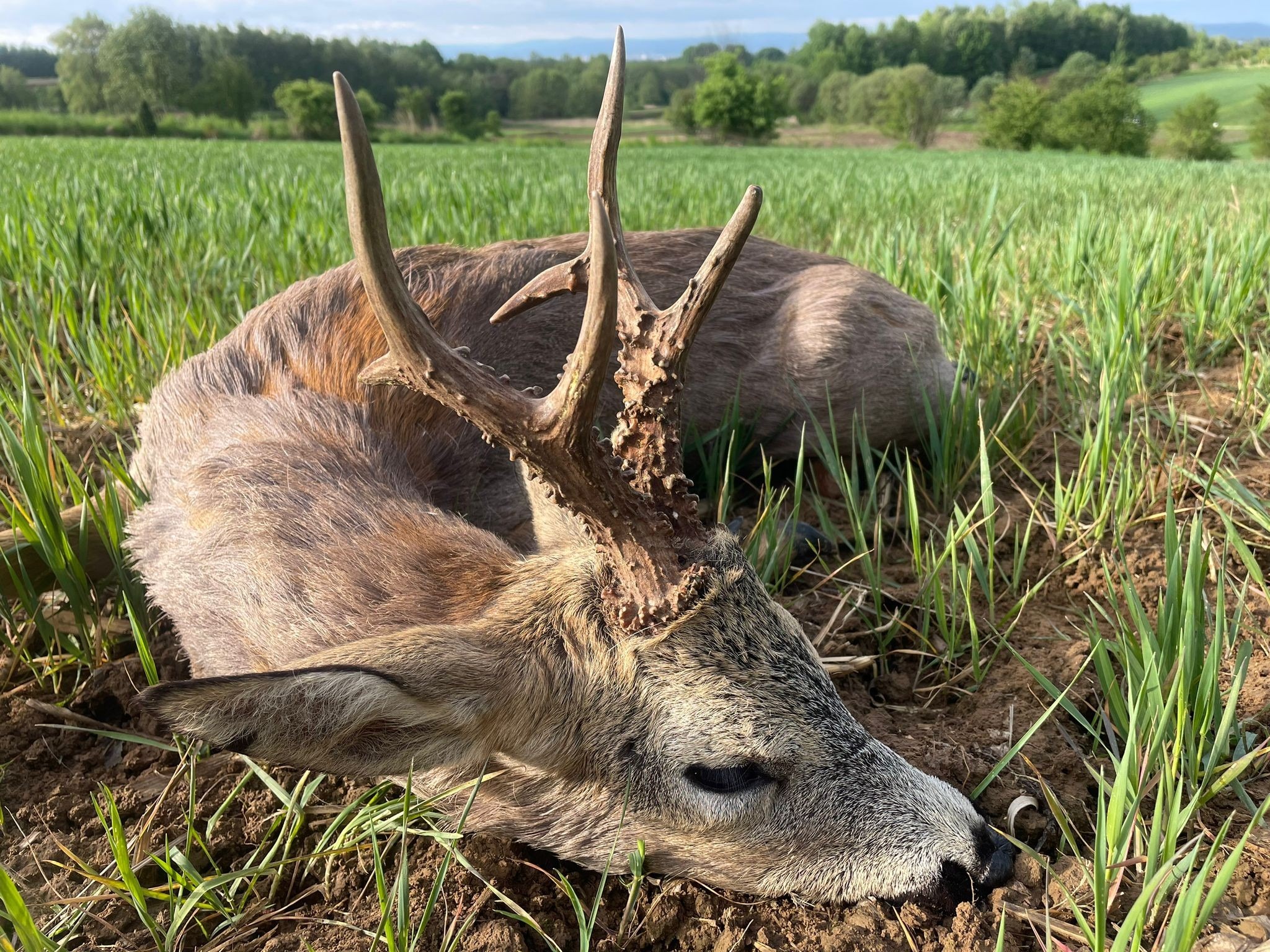 voyage-chasse-chassatlas-séjour-chevreuil-pologne-chasse