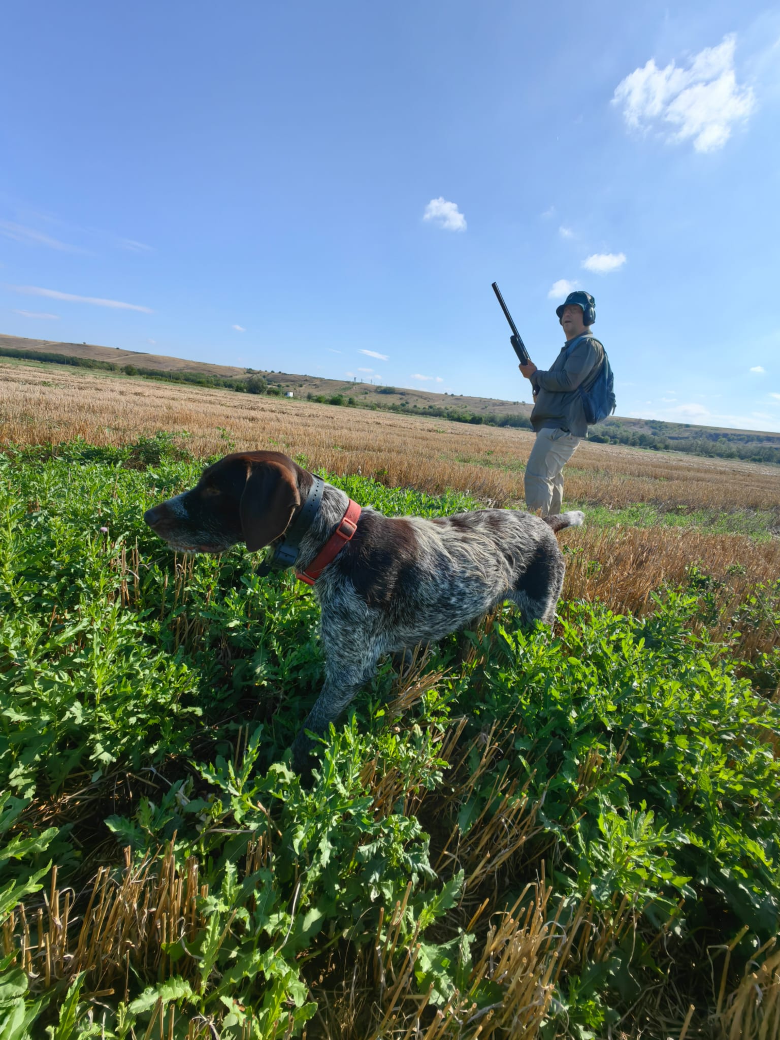 Chien à l'arrêt en séjour de chasse en Roumanie