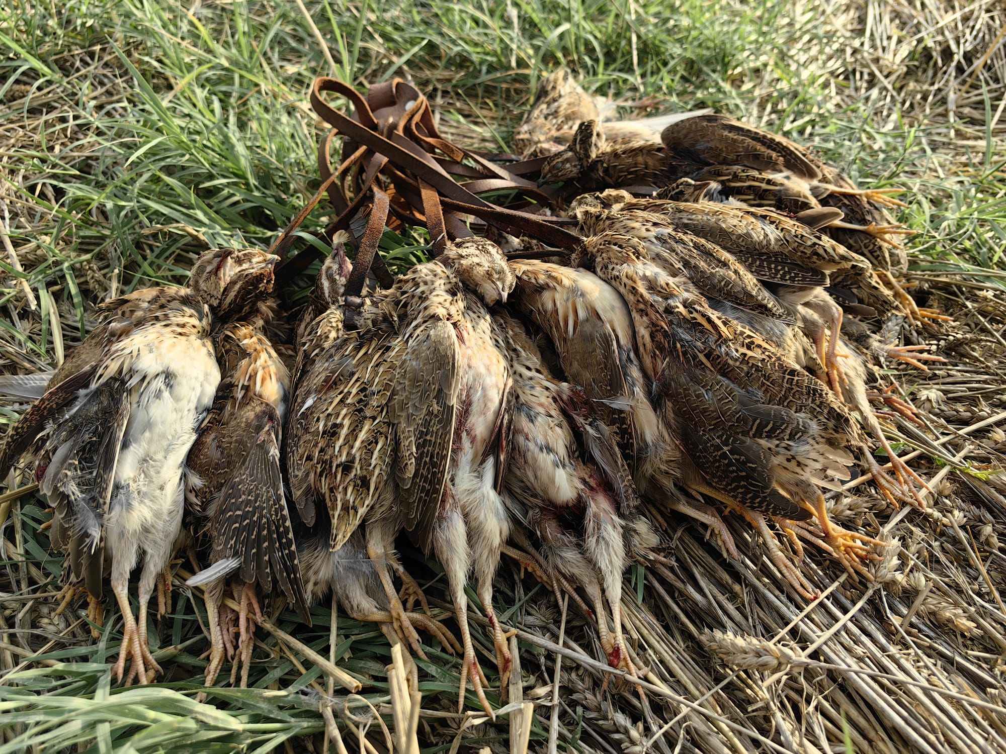 Chasse à la caille en Roumanie